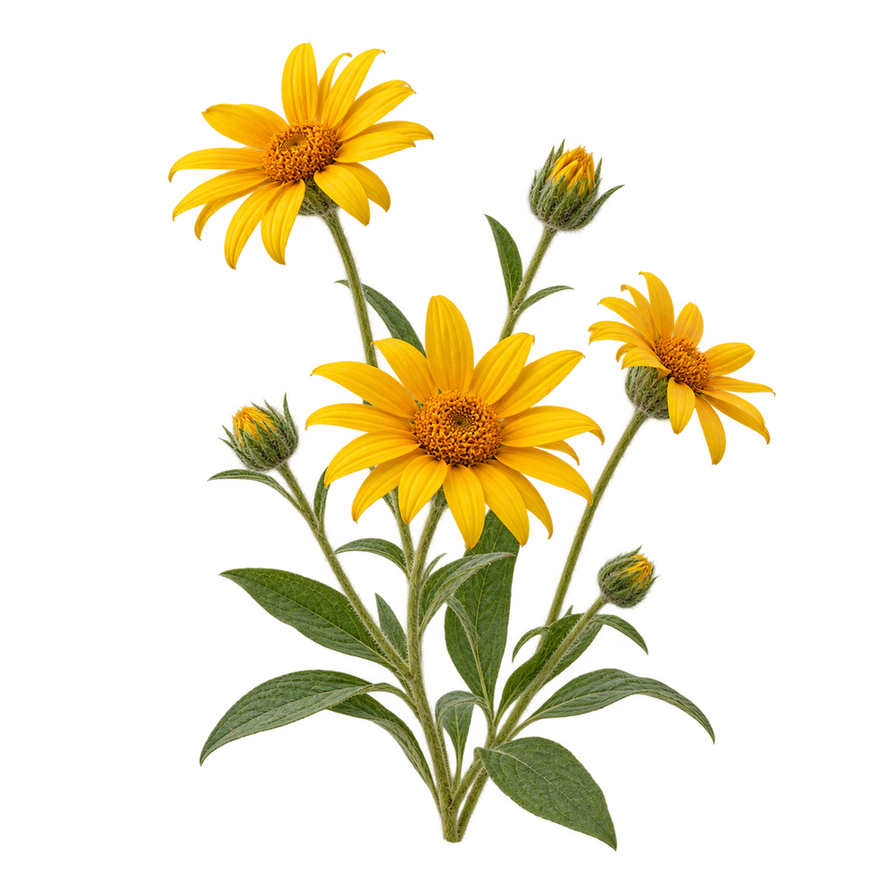 Arnica Montana
