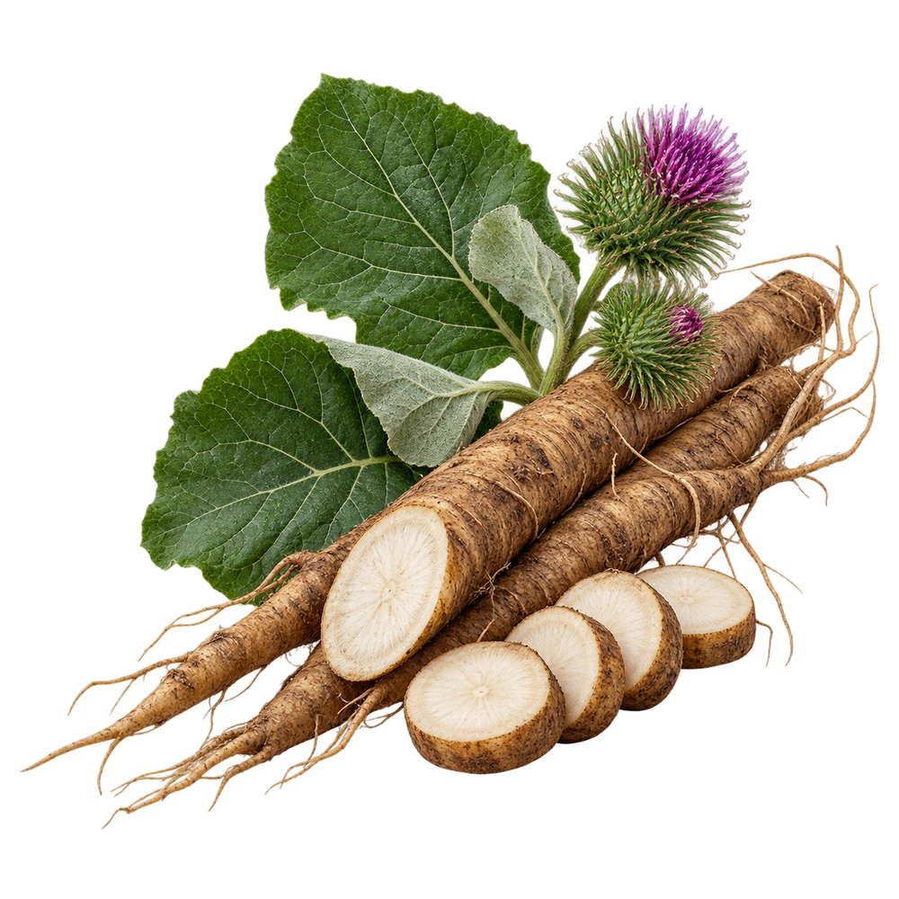 Burdock Root