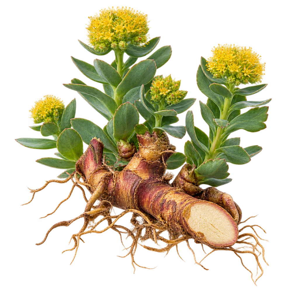 Rhodiola Rosea